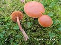 Tubaria furfuracea-amf1905